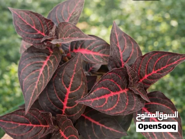 مطلوب نباتات داخليه للتبرع