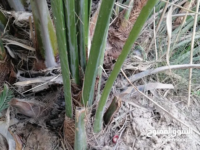 فسائل النخيل متوفرة عدنه للبيع اقره الوصف
