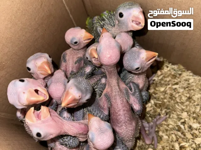 تخفييييض فروخ درة اللون الأخضر بسعر مغري