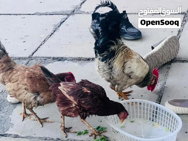 متوفر دجاجتين عرب بدون الديك عمرهن وحده 8 اشهر ووحده 11 شهر بياضات المكان البصره جمعيات لخليج العربي