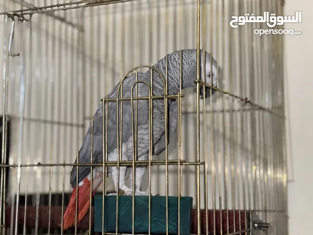 ببغاء كاسكو