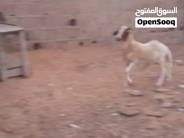 حولي وطني العمر 3 شهور
