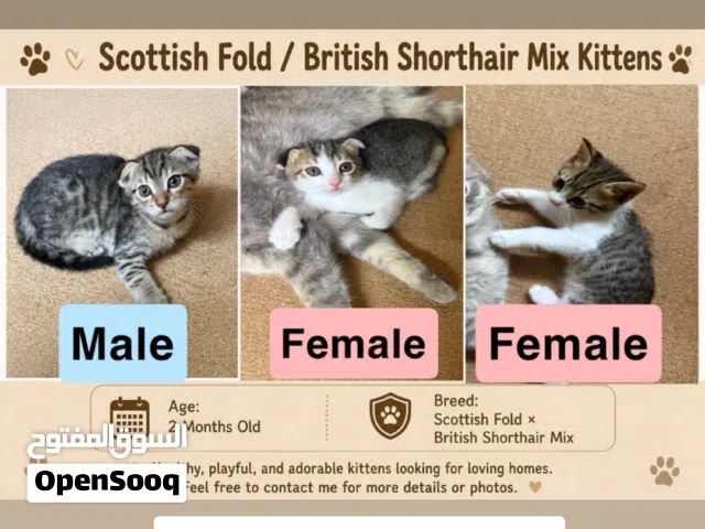 Scottish fold British shorthair mix / playful and adorable kittens