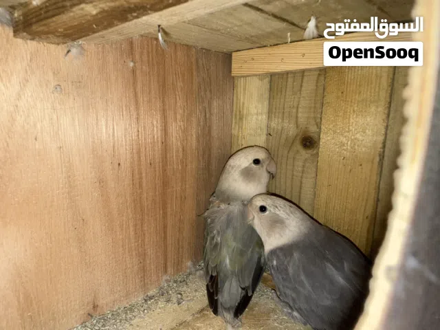 كوبيه روز مصوقرت للبيع