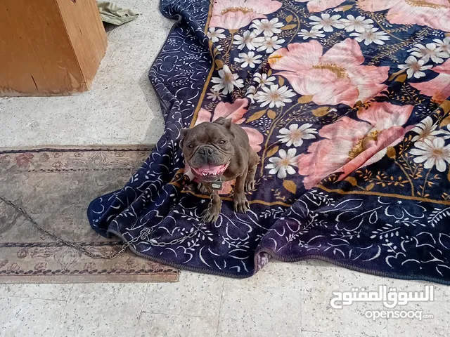 كلب بولدوج للتبني و بعض الرعاية الصحية
