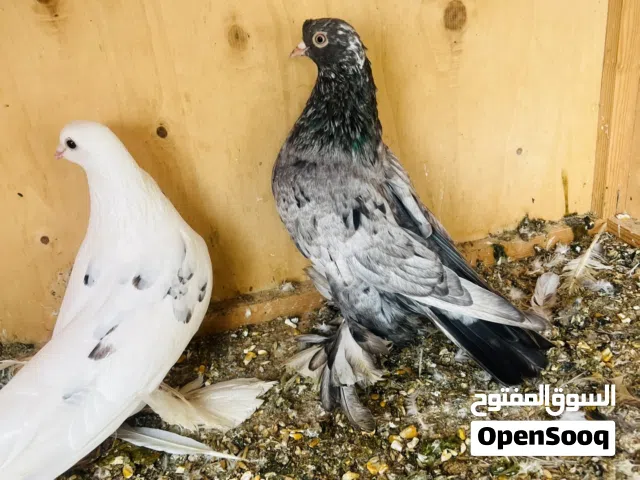 كوبيه مصوقره دكر مبروص