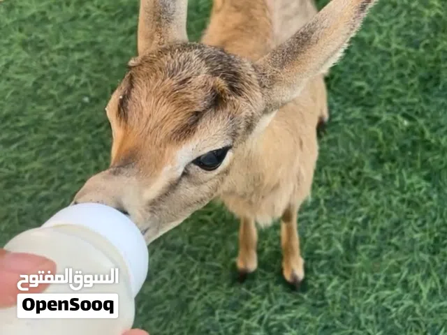 للبيع غزال دماني نثيه