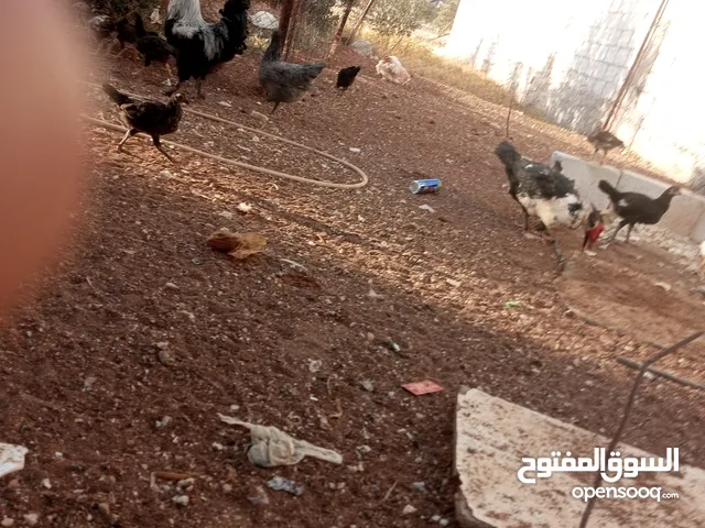 مطلوب اسطول