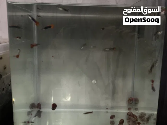 بيع الحوض مع كل الي داخله