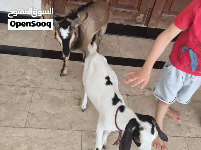 عنز للبيع زوج ذكر وأنثى سعر 1800 درهم