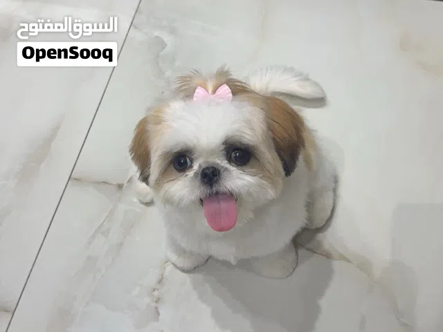 للبيع شتزو بيور