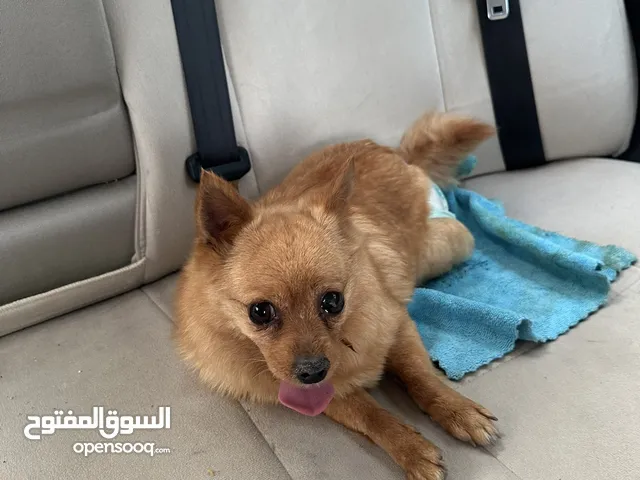 للبيع كلب شيواوا نظيف ولطيف