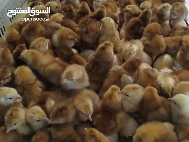 كتكوت الرود الأمريكي سلاله دم صافي