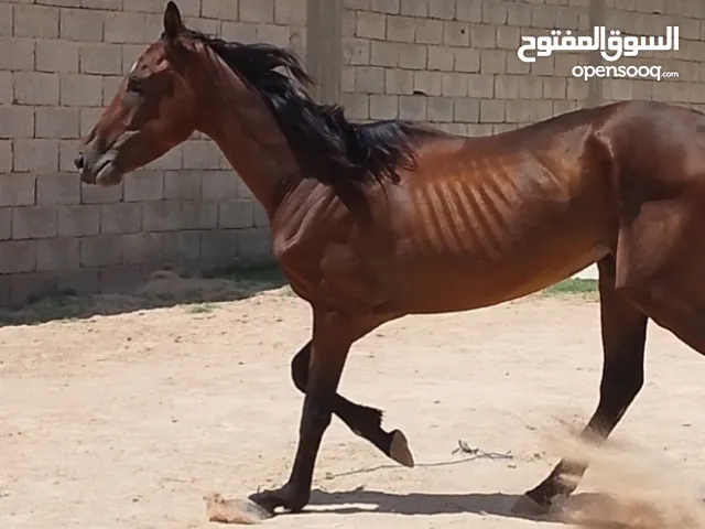 حصان انجليزي للبيع
