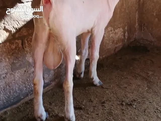 جدي شامي ابيض ابرص توب ثني حبتين على كل جال وثلث معزا مراح توب التوب مقنوي