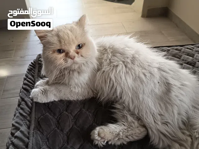 قطة للتبيني (انتثى)