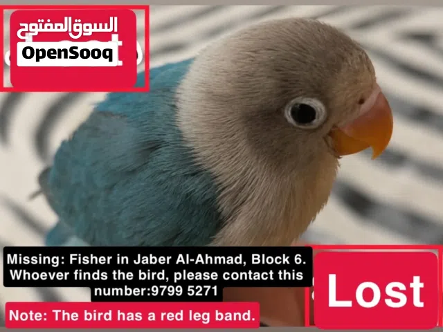 Lost bird in Jaber Al Ahmed