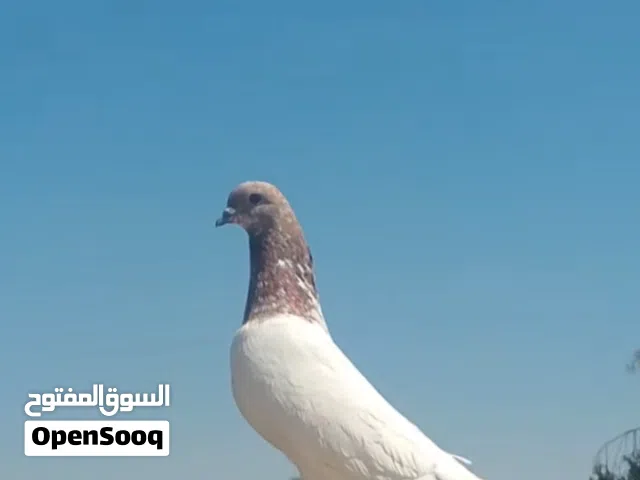 طيور تور أو وياهن دارسينيات اثنين المجموع 4
