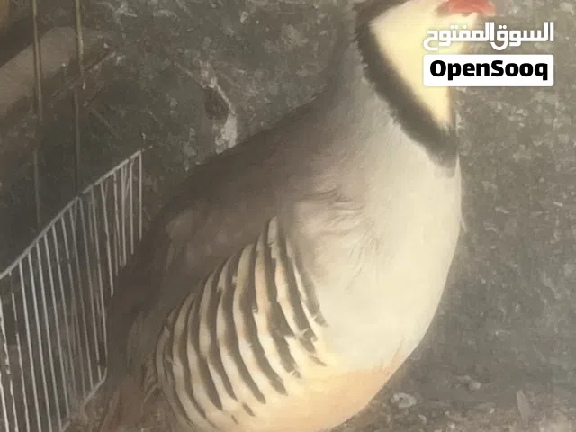 متاح ذكر وأنثى زوج في السلط