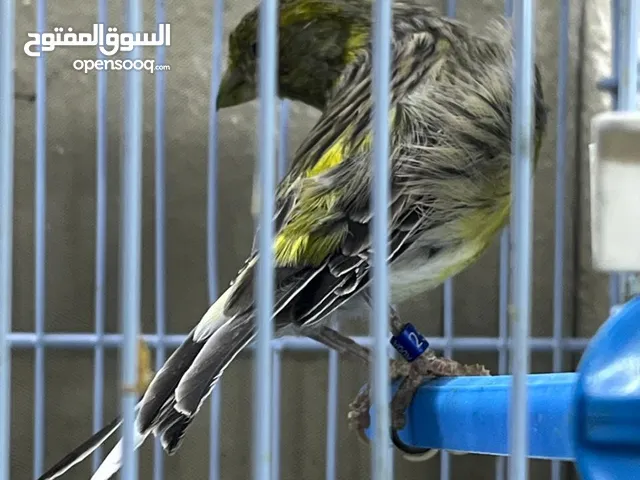طير كناري تمبرادو انثى
