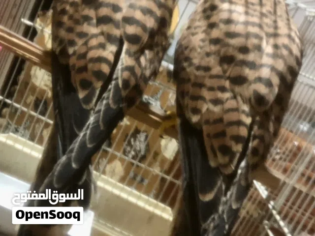 كوبيه ربي يبارك عمرهم كيف سكرو تلات شهور ونص مروضات ربي يبارك منضر وريش وافتراس من صغرهم ياكلو ف حي