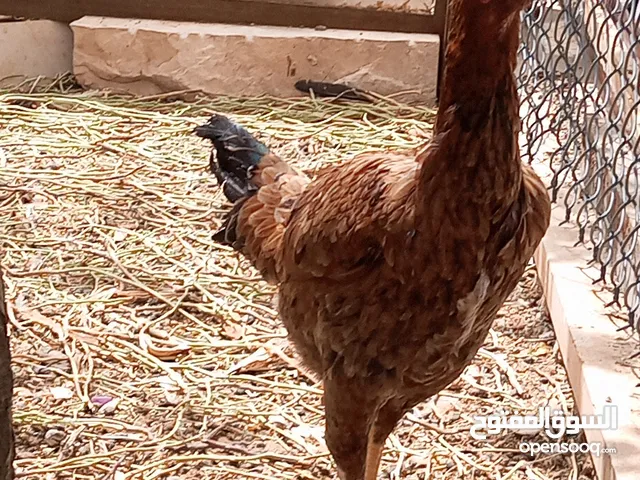 دجاج باكستاني