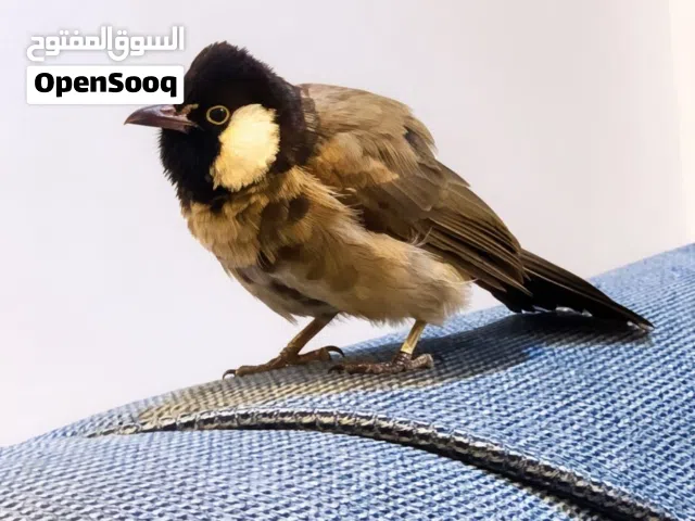 بلبل فحل ربه فول تغريد وتكبيع مع قفص كبير مميز السعر