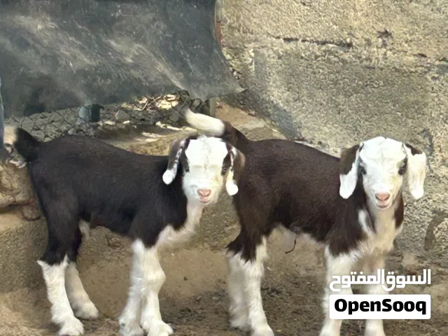 جدايا رحبيات أصل