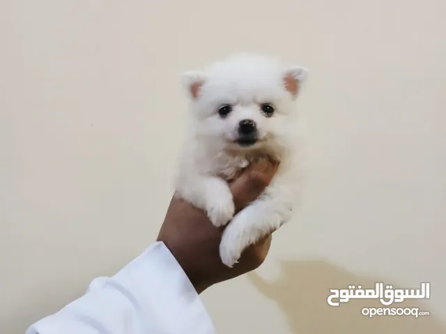 tea cup Pomeranian