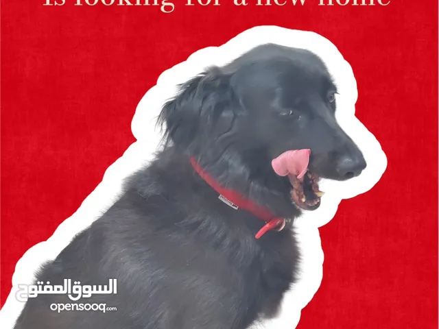 Free Adoption Sirgi is looking for home تبني الكلب سيرجي مجاناً