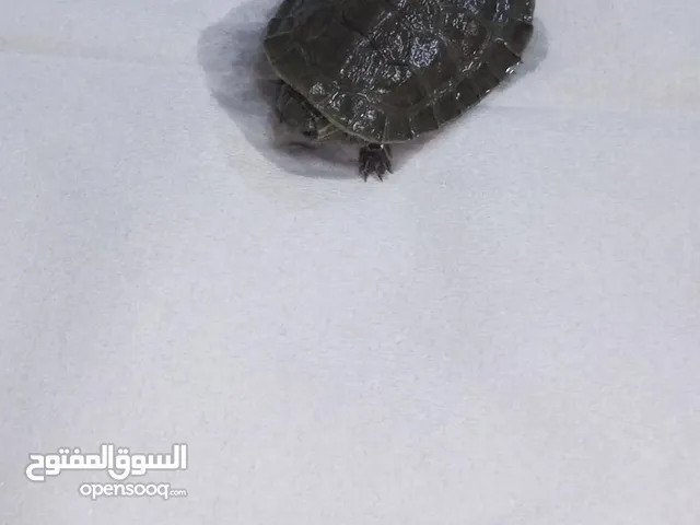 سلحفتين برمائيات للبيع