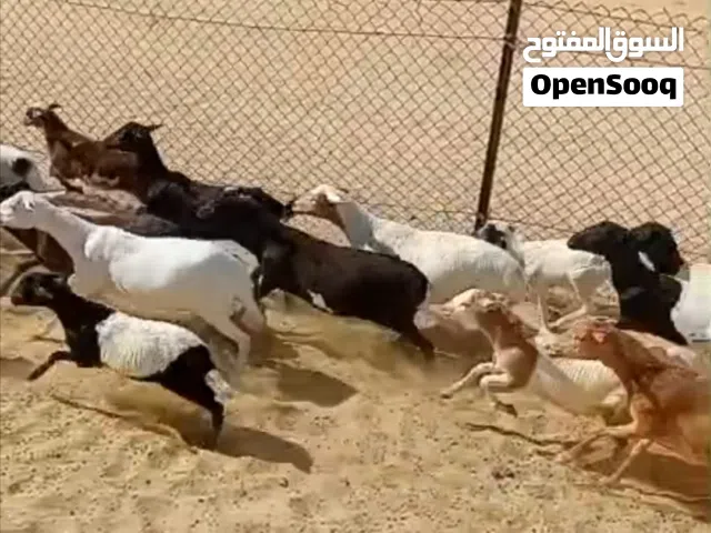 أمهات اغنام صومالية صحة ممتازة