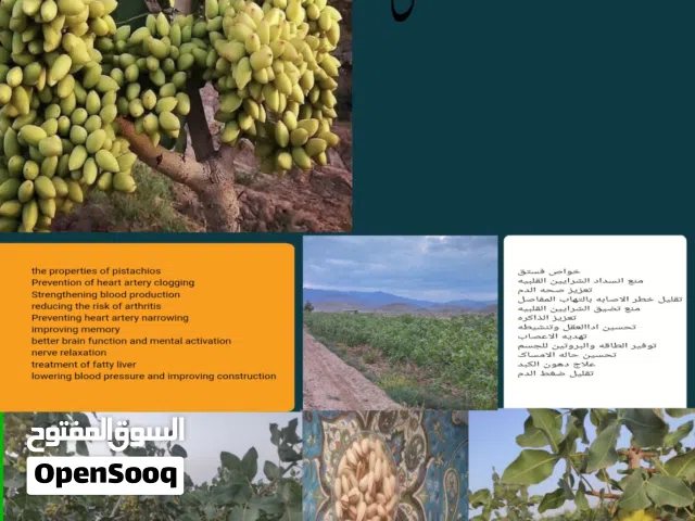 فستق اکبری