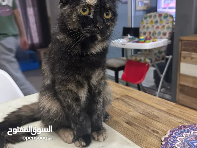قطة للتبني Cat for adaption