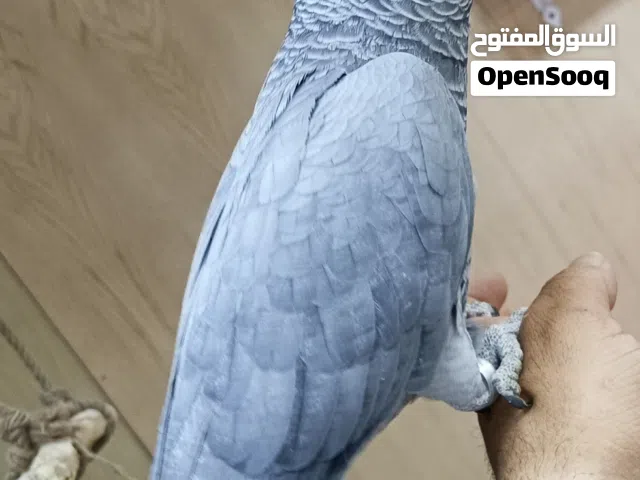 فرخ ببغاء كاسكو أليف جدا ومتكلم