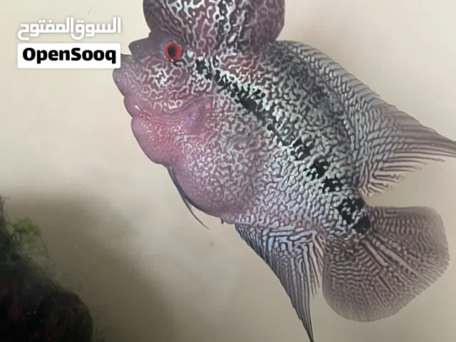 ذكر فلورهورن