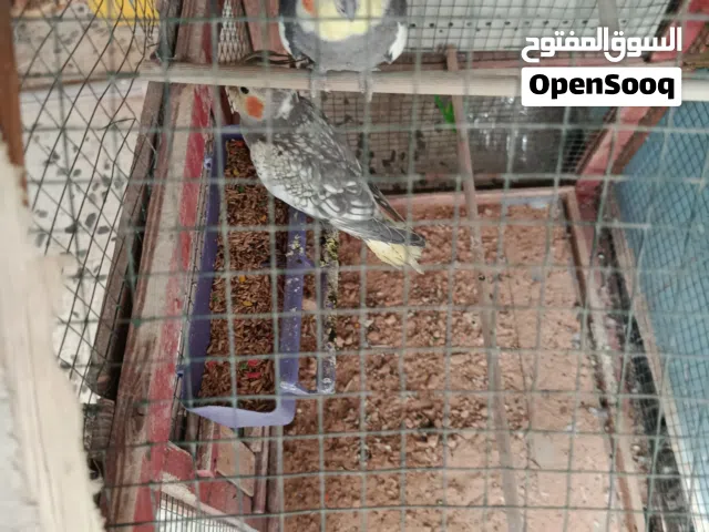 عصافير كوكتيل