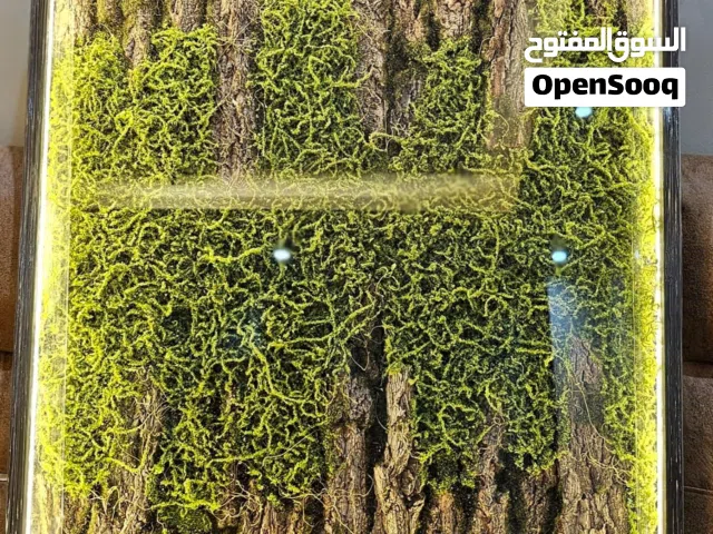 تابلوهات نادره