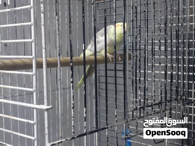 Cockatiel Single Bird with Cage for Sell