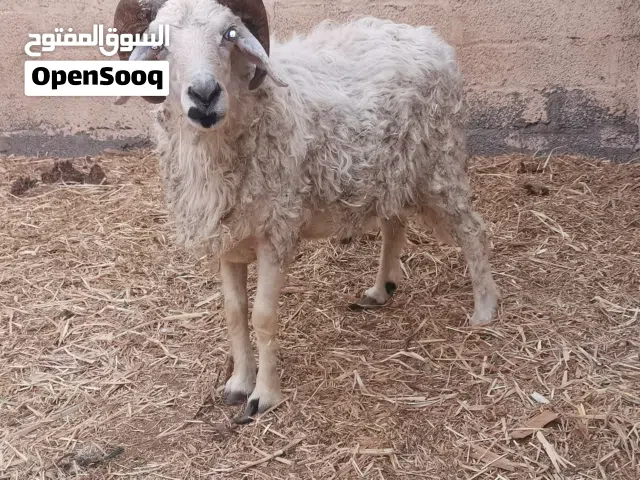 كبش عماني للبيع