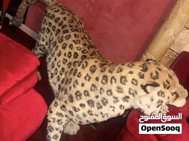 ديكور نمر مميز