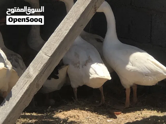 وز للبيع 3دكوره و4انته وزوز فروخ سعر