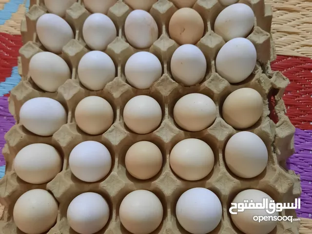 طبقه بيض عرب وابو اركيبه