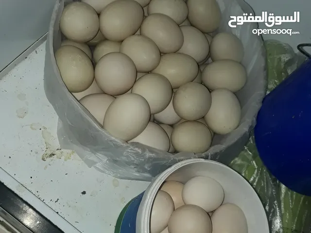 بيض بط مصري  للتفقيس