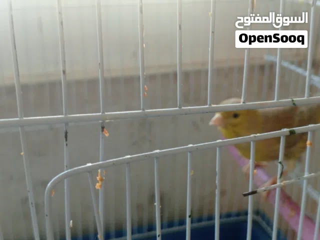 طائره كنار بسم الله ما شاء الله بتجنن بندوقه ايراني لونها مميز جدا كركمي على بسكوتي (الرقم غير فعال)