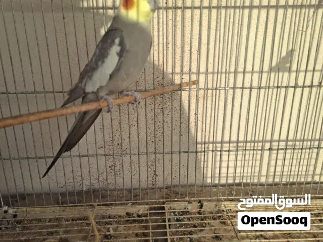 جوز عصافير كوكتيل يقلد الاصوات من فصيلة الببغاء نوع الكراوان