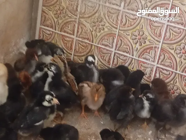 صيصان بلدي يوجد صوص بلدي في منطقة اربد - كفريوبا العدد 50 صوص..سعر الصوص 1.25 العمر تقريبا شهر