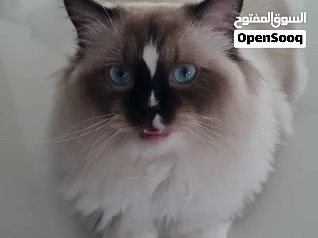 Ragdoll male cat available for mating