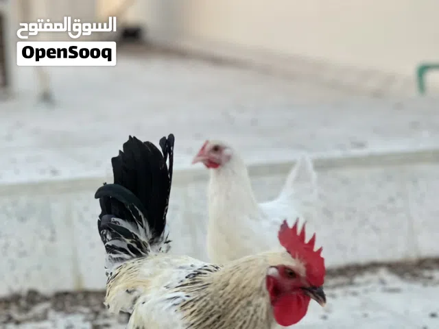 دجاج فرنسي للبيع