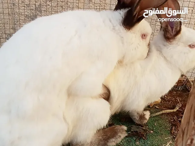 جوز ارانب كلفورني شغالات